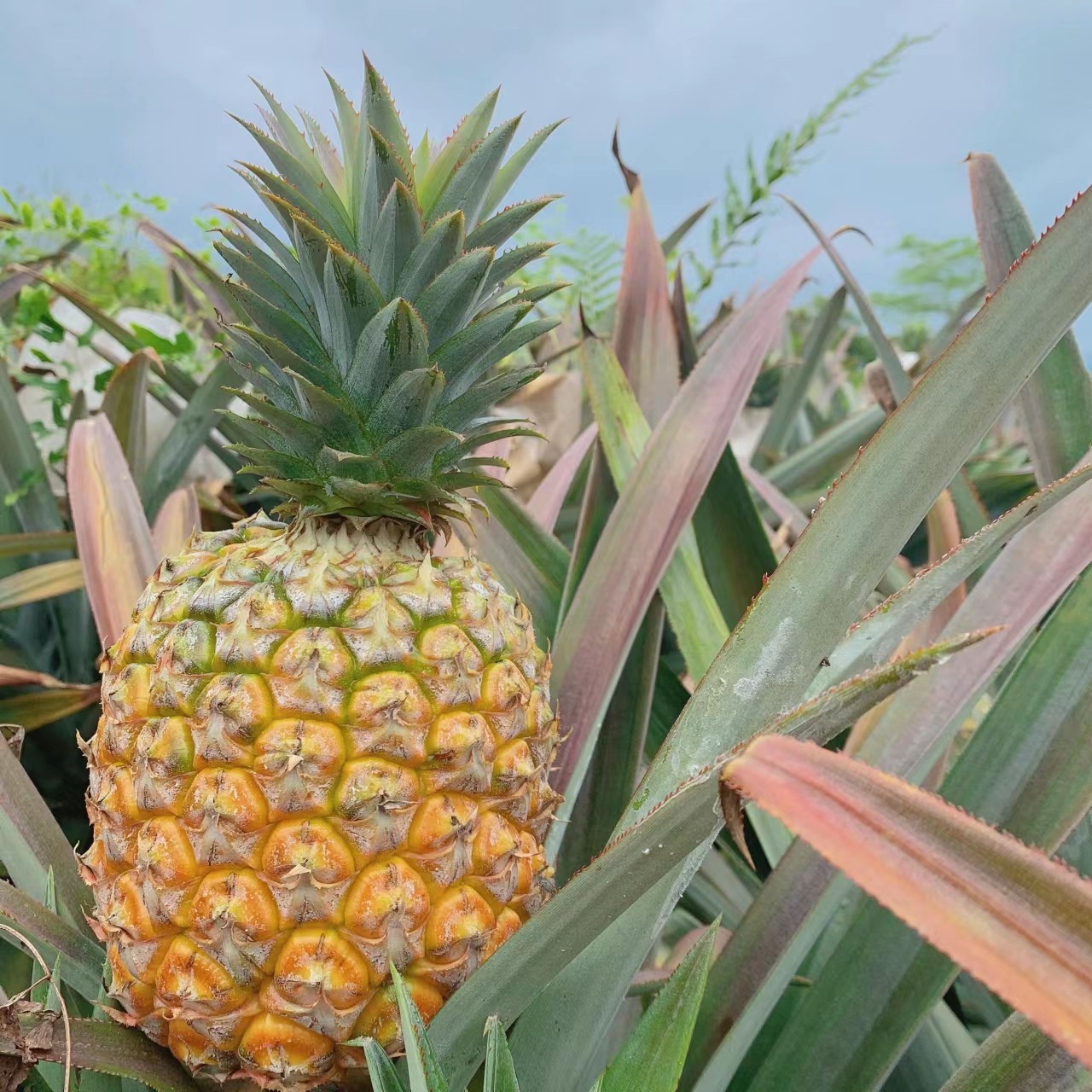 凤梨月底售后包售后顺丰金钻芒果底下金芒23号凤梨