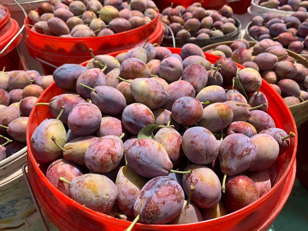 澳洲空运精品西梅新鲜当季孕妇水果进口李子李子