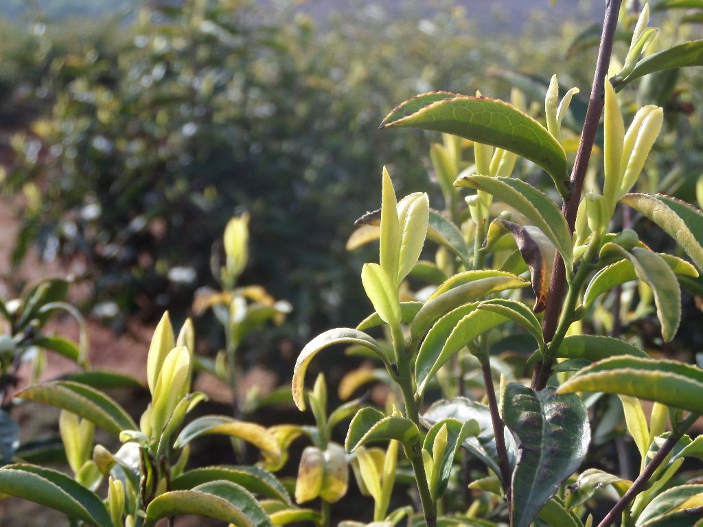 正宗明前2022芜湖新茶50g礼盒装特价包邮特级黄金芽茶叶试喝装