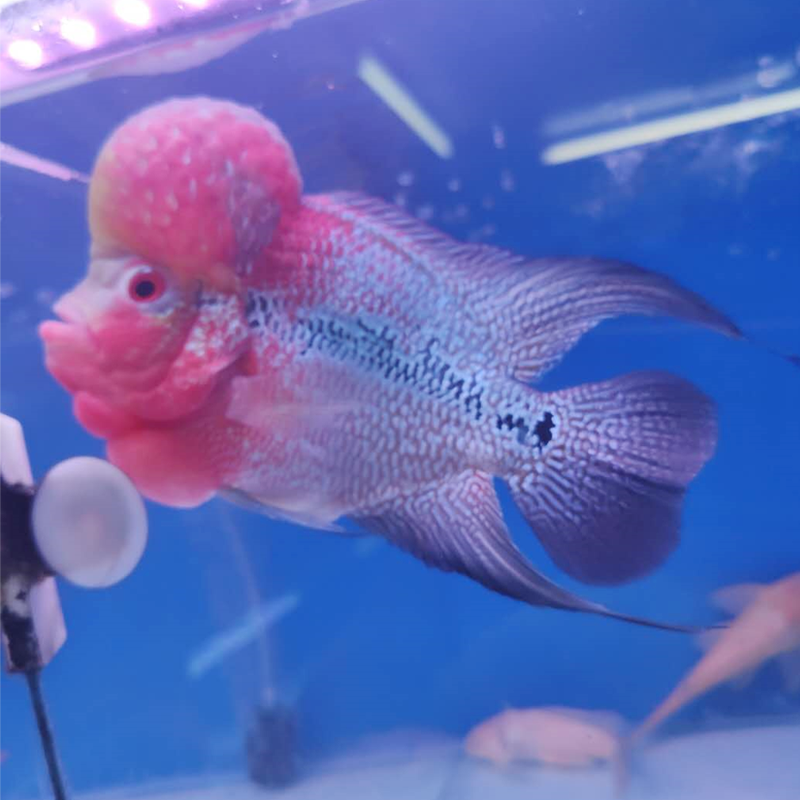 十八罗汉鸿运马骝泰国中型热带淡水观赏鱼宠物鱼