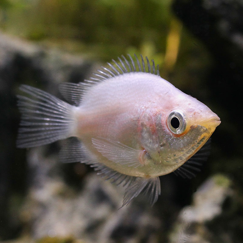 接吻鱼彩群亲嘴亲亲kiss热带观赏鱼水族草缸小型鱼