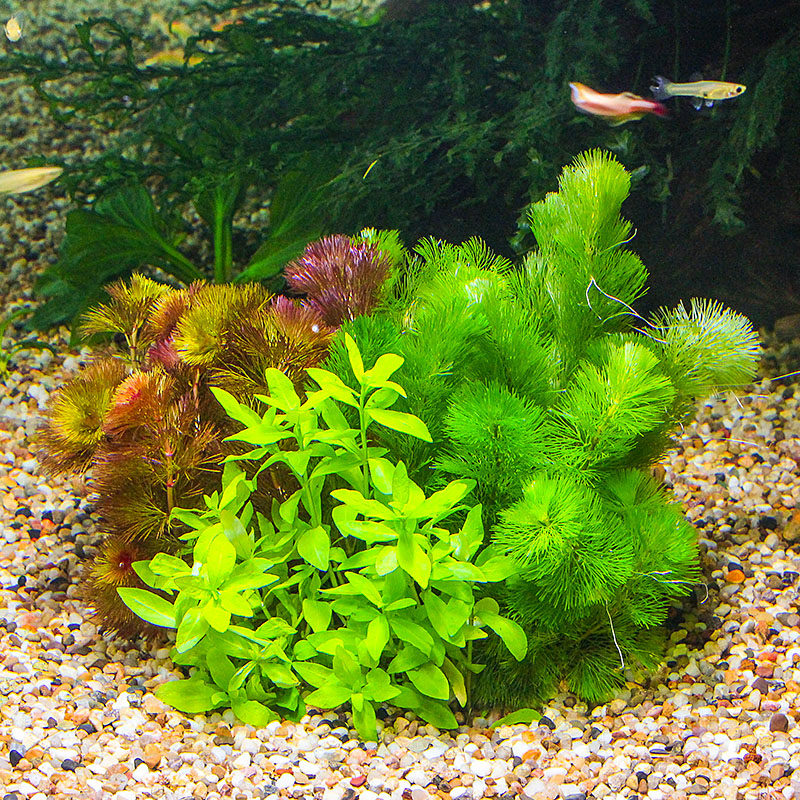 水草造景鱼缸套餐水族箱装饰饰有茎类绿菊大宝水草
