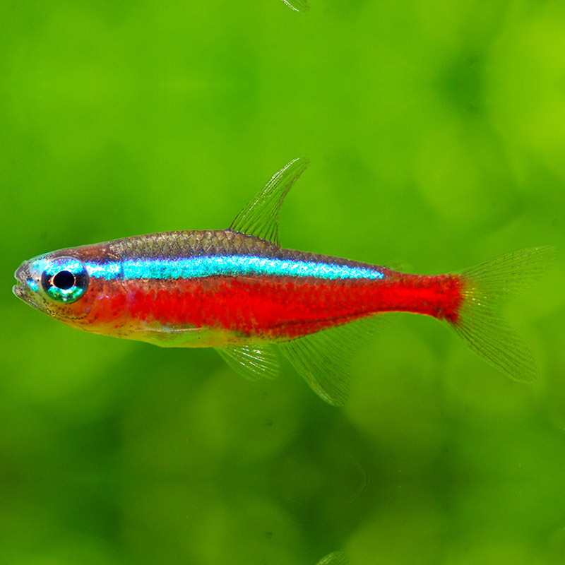 红绿灯斑马集锦红莲灯鱼小型热带淡水鱼观赏鱼宠物鱼