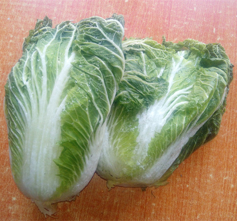 东北冻白菜黑龙江在冰天雪地里自然冻的大白菜趴了颗子嫩绿蘸酱菜