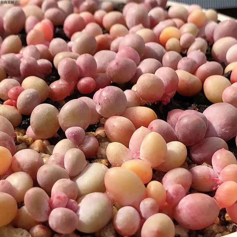 奶酪多肉彩虹蛋黄芭比老桩植物稀有品种罕见多肉植物
