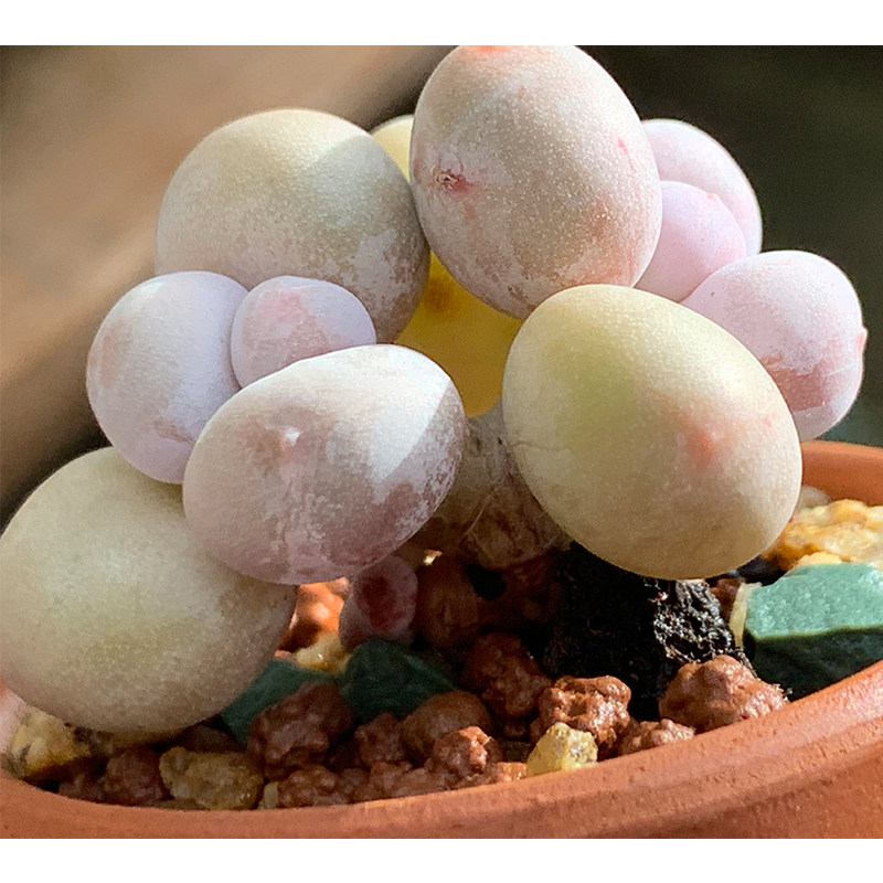 多肉蛋黄奶酪植物稀有品种群生老桩罕见一物多肉植物