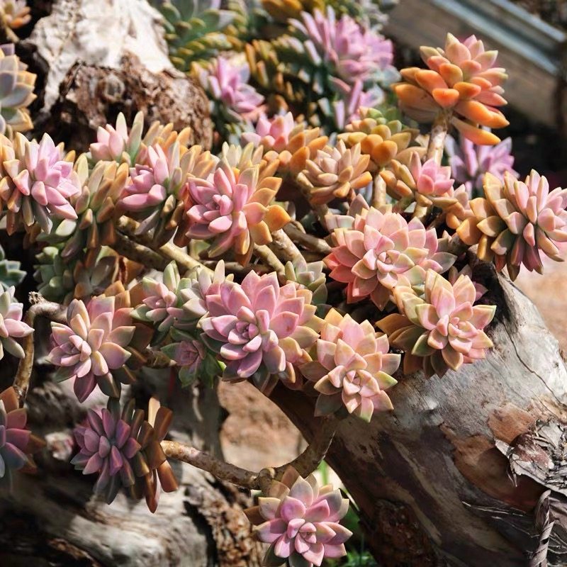 淡雪老桩悬崖多肉植物幽灵公主紫雾大颗精品多肉植物