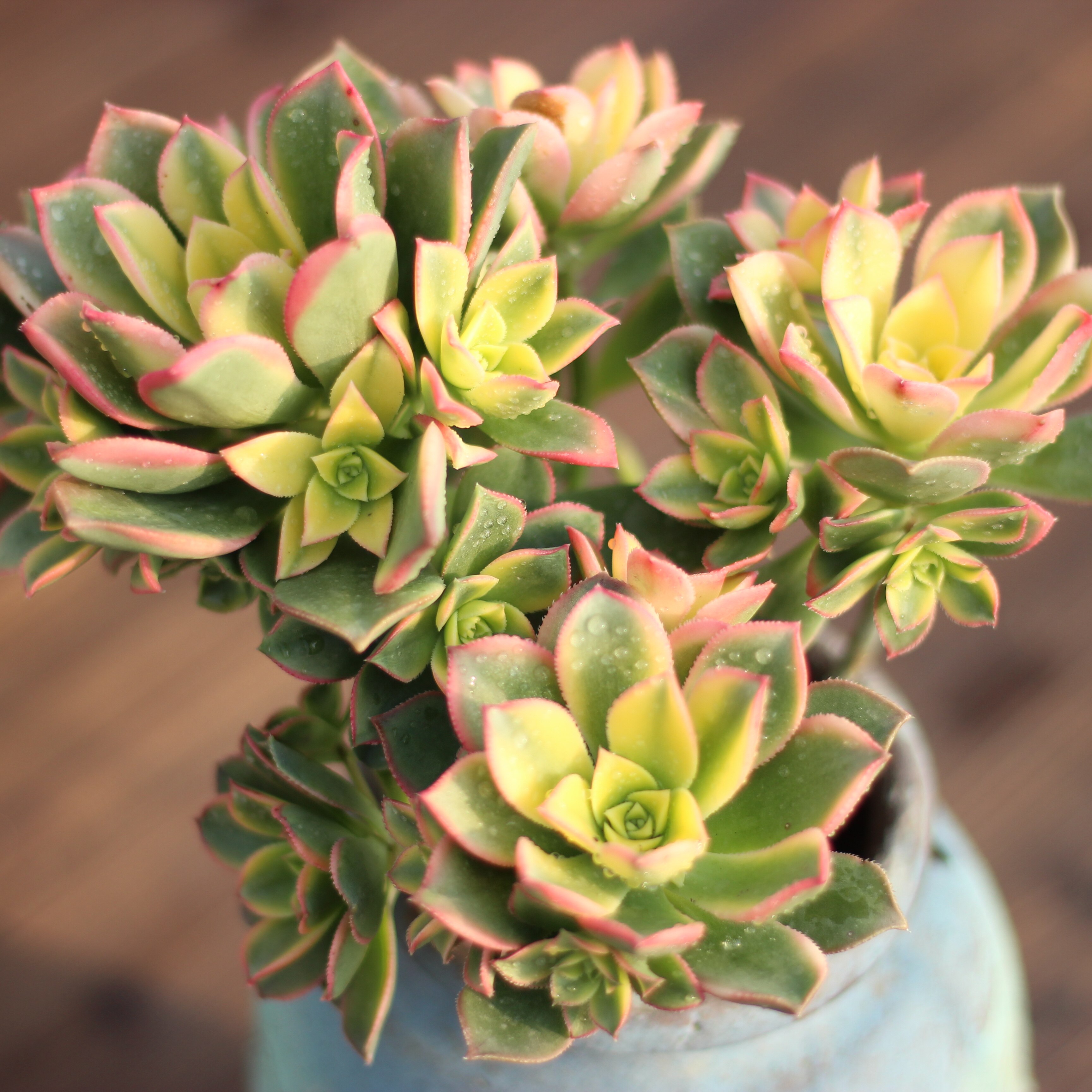 艳日辉老桩 清盛锦多头群生老桩 多肉植物花卉绿植办公室绿植盆栽