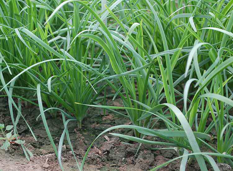 头茬胎韭第一刀鲜紫根4韭菜农家菜新鲜蔬菜小叶3细叶韭菜3斤包邮_双氙