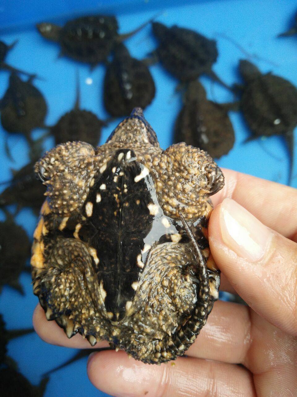 鳄龟小鳄北美龟苗活物观赏凶猛暴刺杂佛小乌龟龟