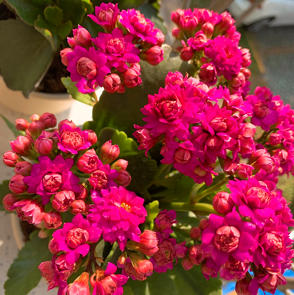 巴黎系列长寿花苗重瓣大花多肉四季花卉