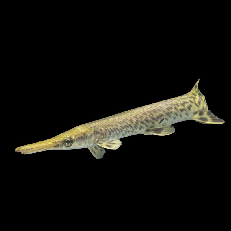 观赏鱼短嘴鳄火箭鱼长嘴鳄鱼尖嘴鳄雀鳝福大型鱼