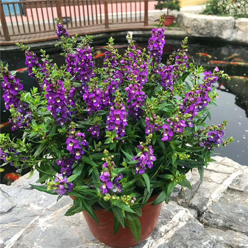 盆栽彩雀花卉小天使庭院阳台成品品大名贵小盆时令草本花卉