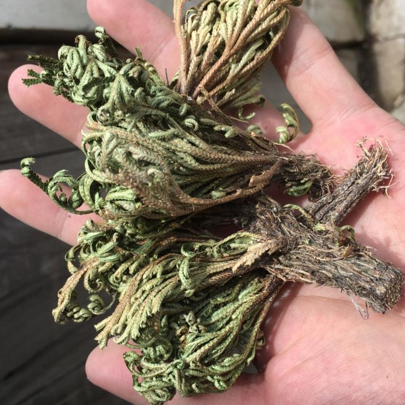 九死还魂野生盆栽花卉卷柏复活不死鱼腥草