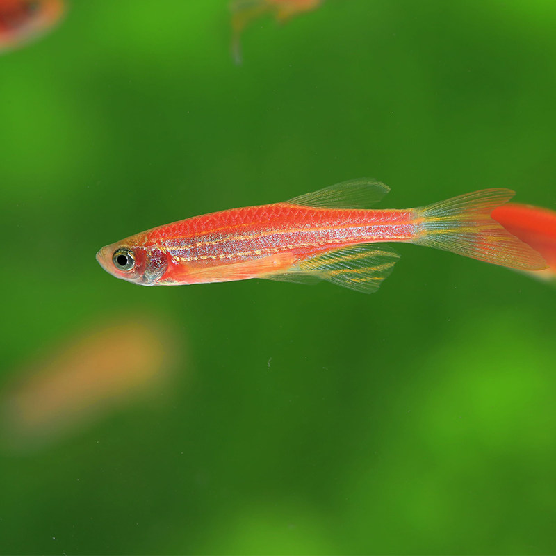 热带观赏鱼活体红斑马渔场斑马小型饲料鱼水水族鱼