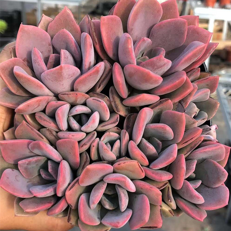 黛比多肉植物粉色系萌肉肉颜色美新手拼盘肉肉穴盆苗低价带盆栽好