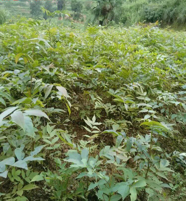 青钱柳树苗金钱柳树苗野生青钱柳种苗摇钱树苗青钱柳树苗包邮