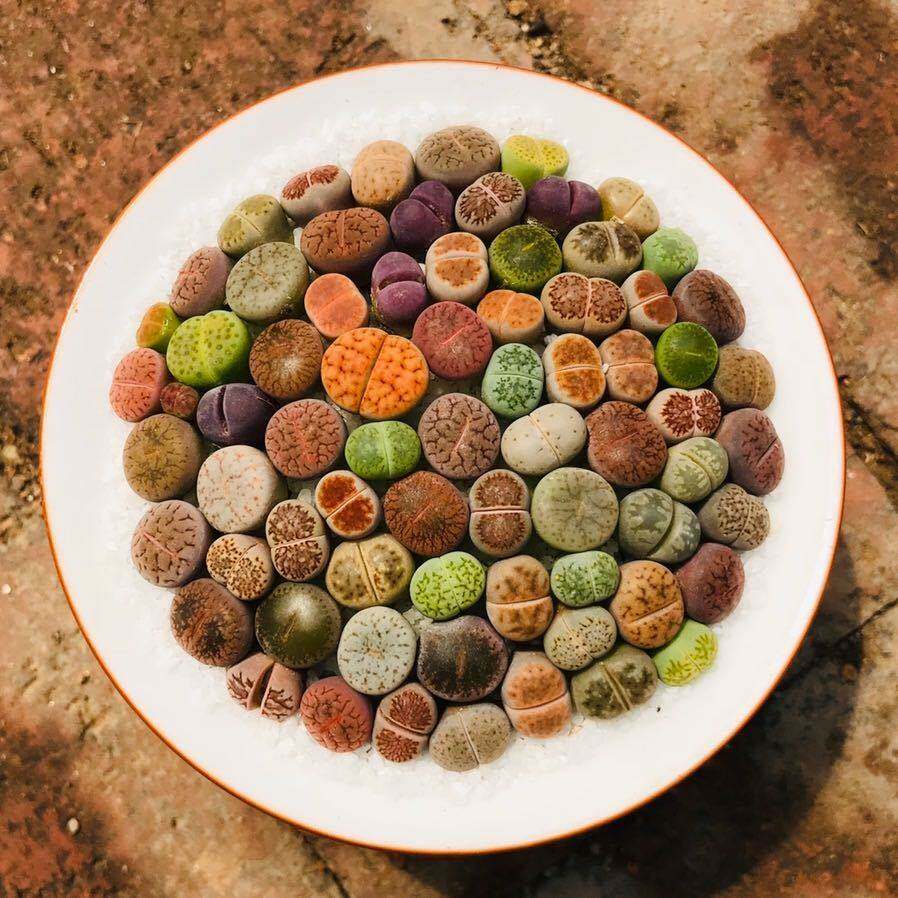 多沫园艺生石石头话屁屁花番杏科多肉植物pp多肉植物