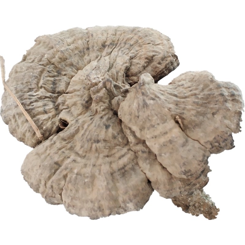 皱盖假芝野生灵芝血灵芝带柄一斤装野生纯天然正品特级整枝血芝