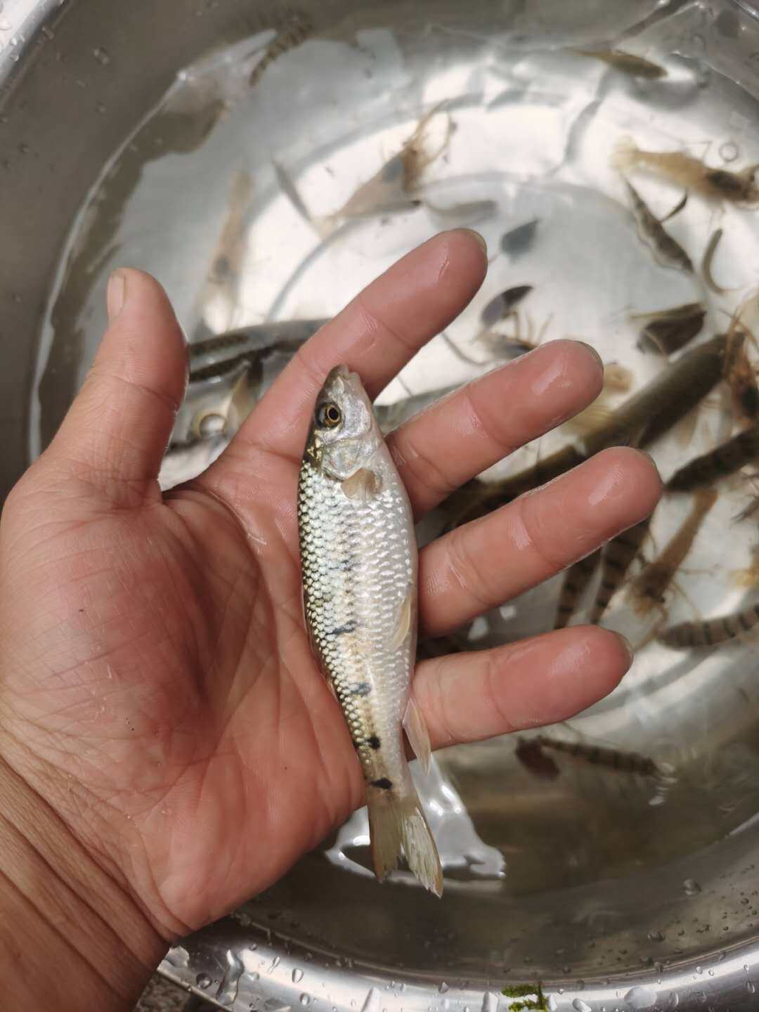 2斤顺丰包邮野生小溪石斑鱼500g淡水鱼光唇河鲜鱼