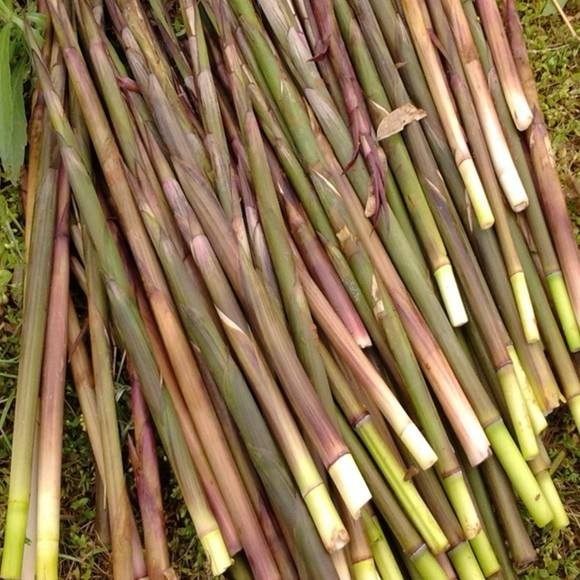 现货浙江5斤野生现拔竹笋带壳新鲜农家春山竹笋
