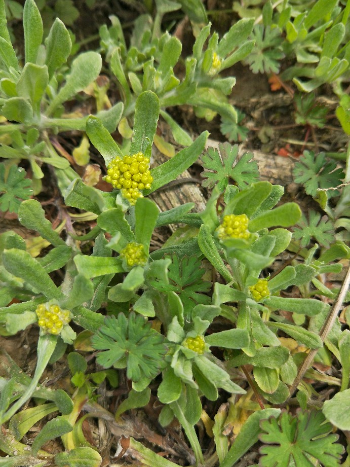 鼠曲草 500克 佛耳草 清明菜 追骨风鼠耳草绒毛草鼠麴 满3份包邮