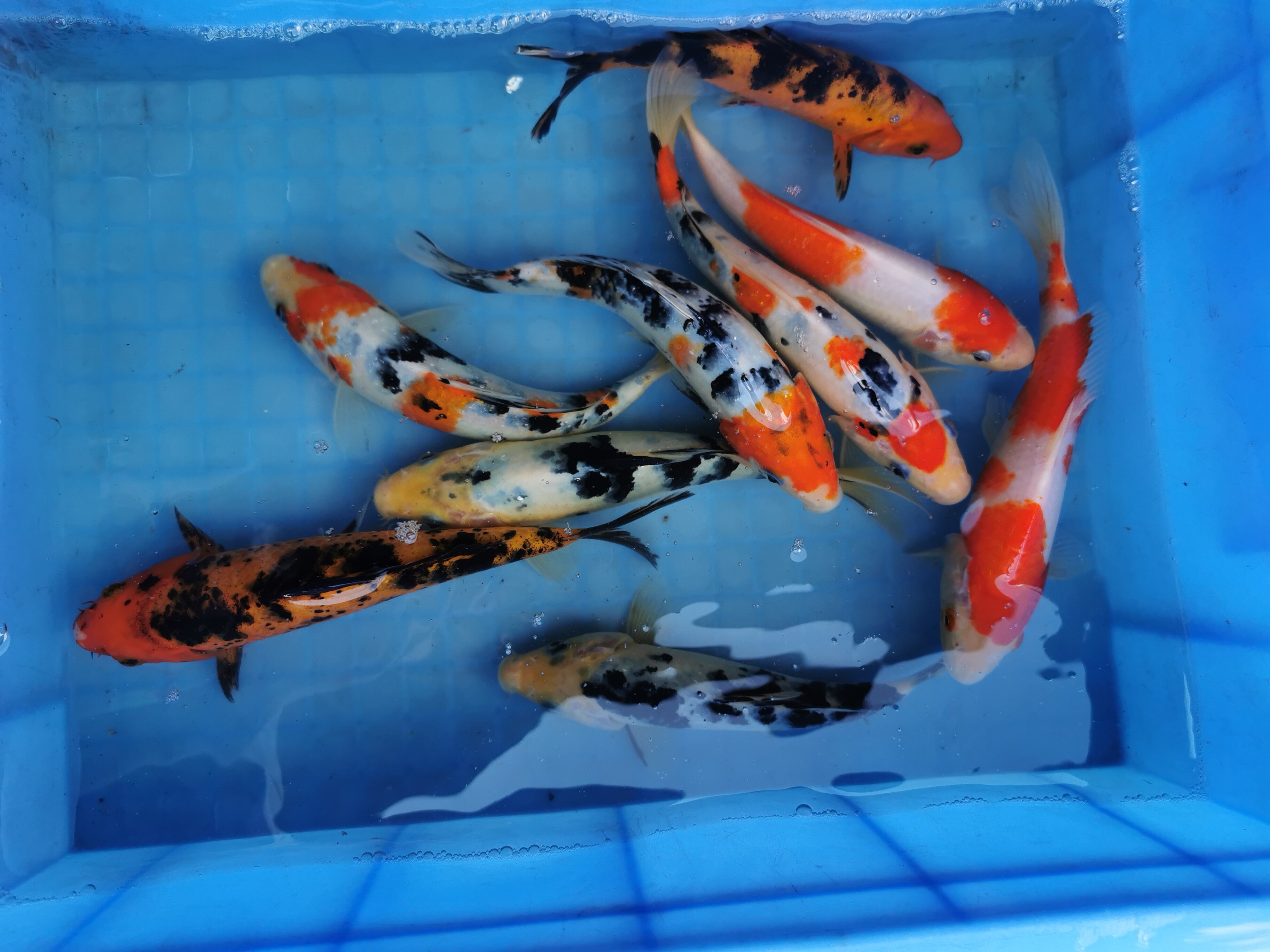 锦鲤冷水观赏鱼日本纯种鲤鱼淡水鱼大正红白黄金鱼