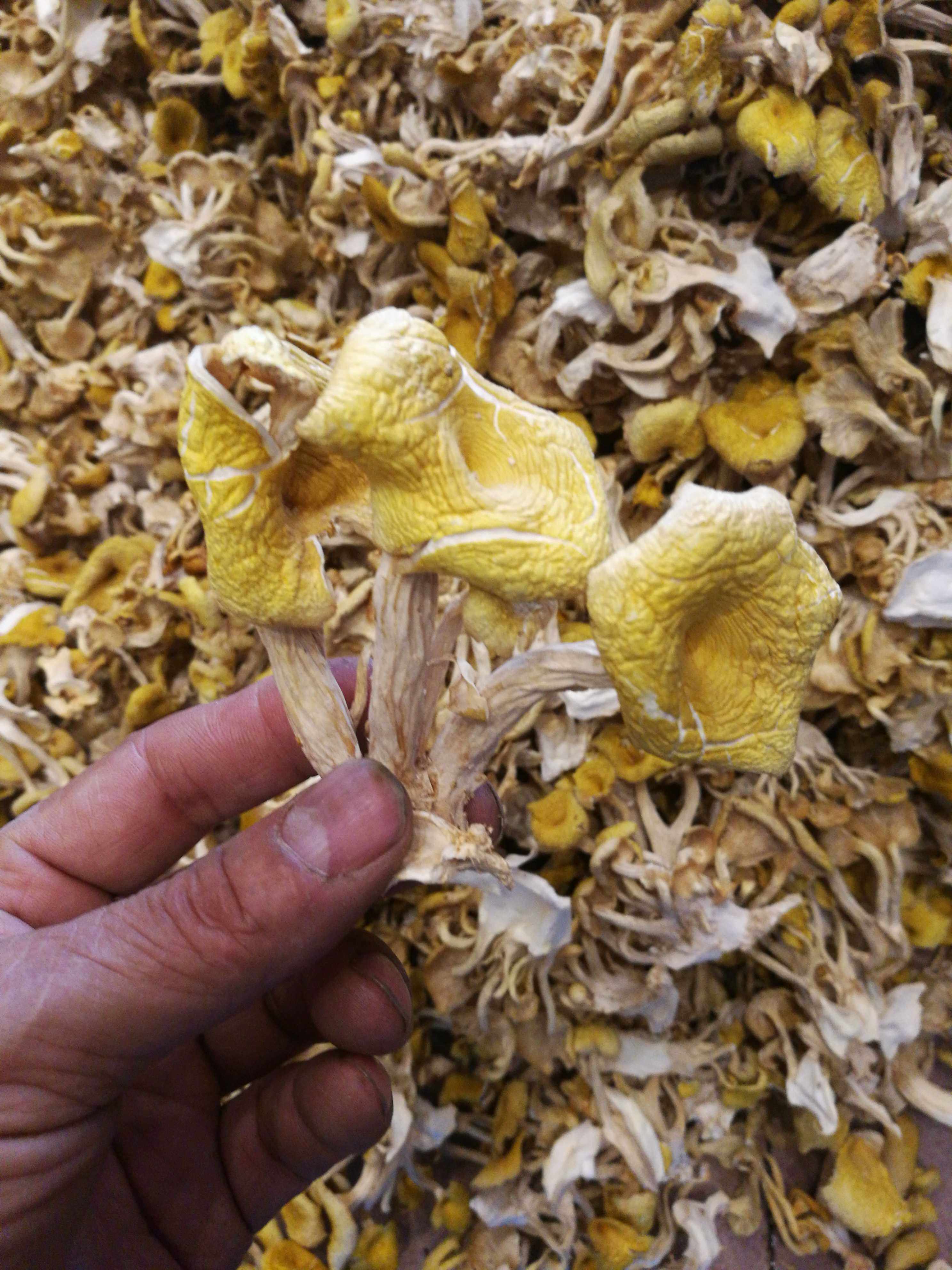 新鲜榆黄蘑拍1000克顺丰包邮鸡油菌香菇干货500克香菇类