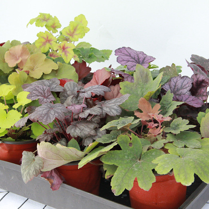 99包邮矾根盆栽花苗宿根进口观叶植物植物耐寒多年生绿植