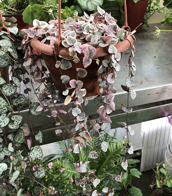 爱之蔓盆栽室内垂吊吊兰植物多年生桌面花卉藤蔓多肉植物