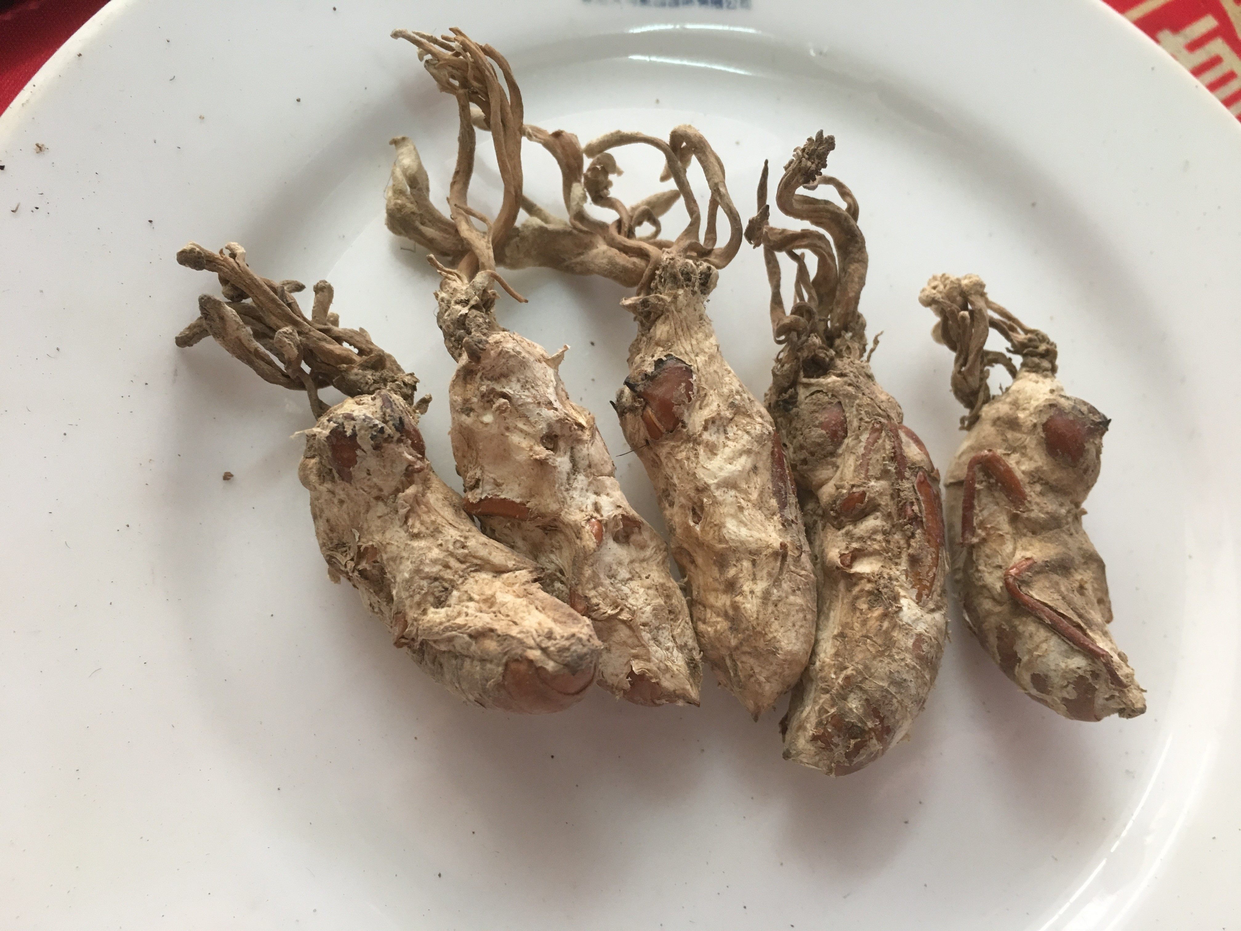 2020年新货大别山金蝉中国大陆食用农产品50个保邮金蝉花