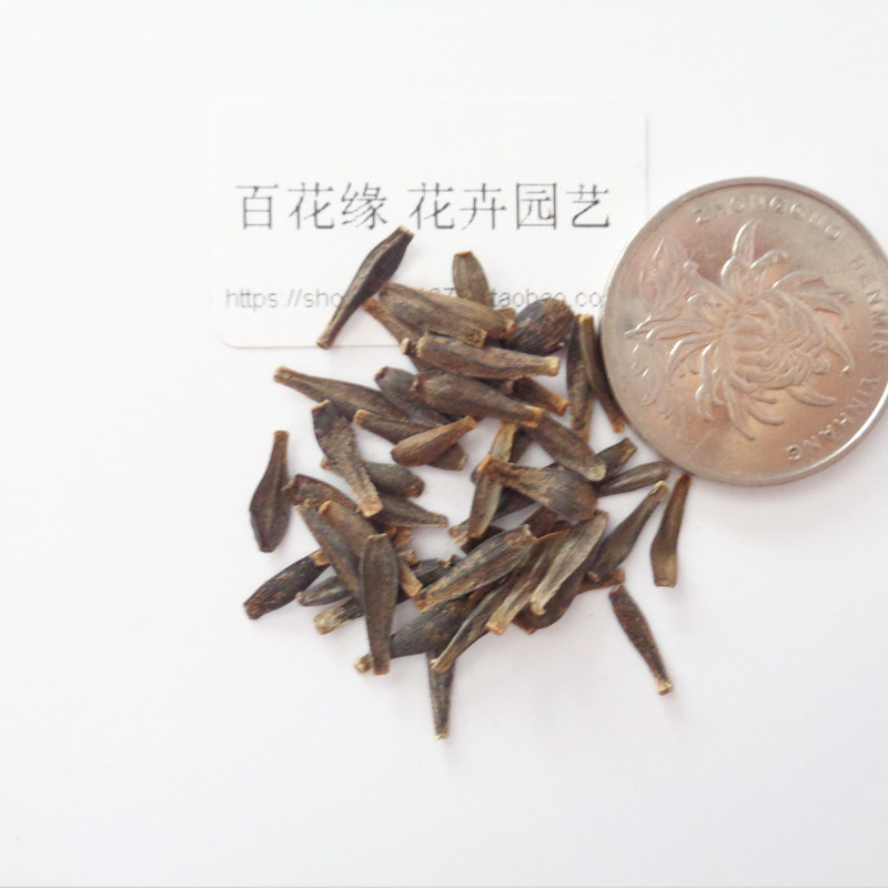 小丽花种盆栽植物种子花卉大理阳台套餐四季家庭园艺种子