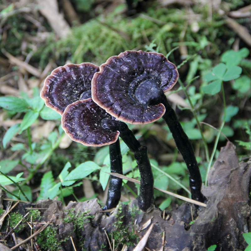 安徽霍山野生灵芝黑灵芝整枝深山林芝切片250克不苦正品
