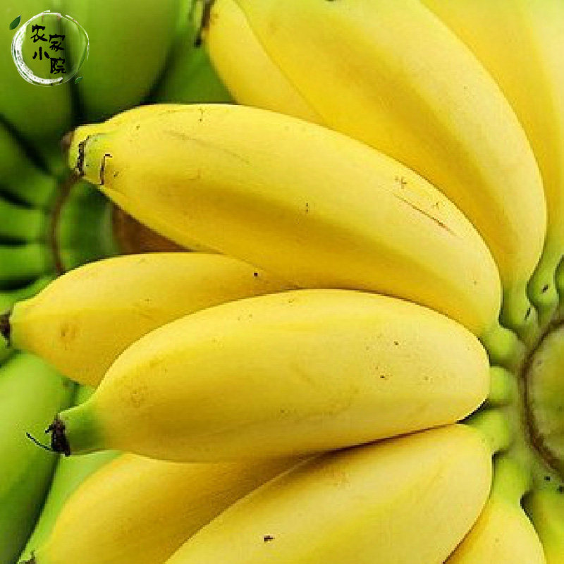 水果香蕉新鲜广西催熟剂小芭蕉原生态粉蕉现摘香蕉