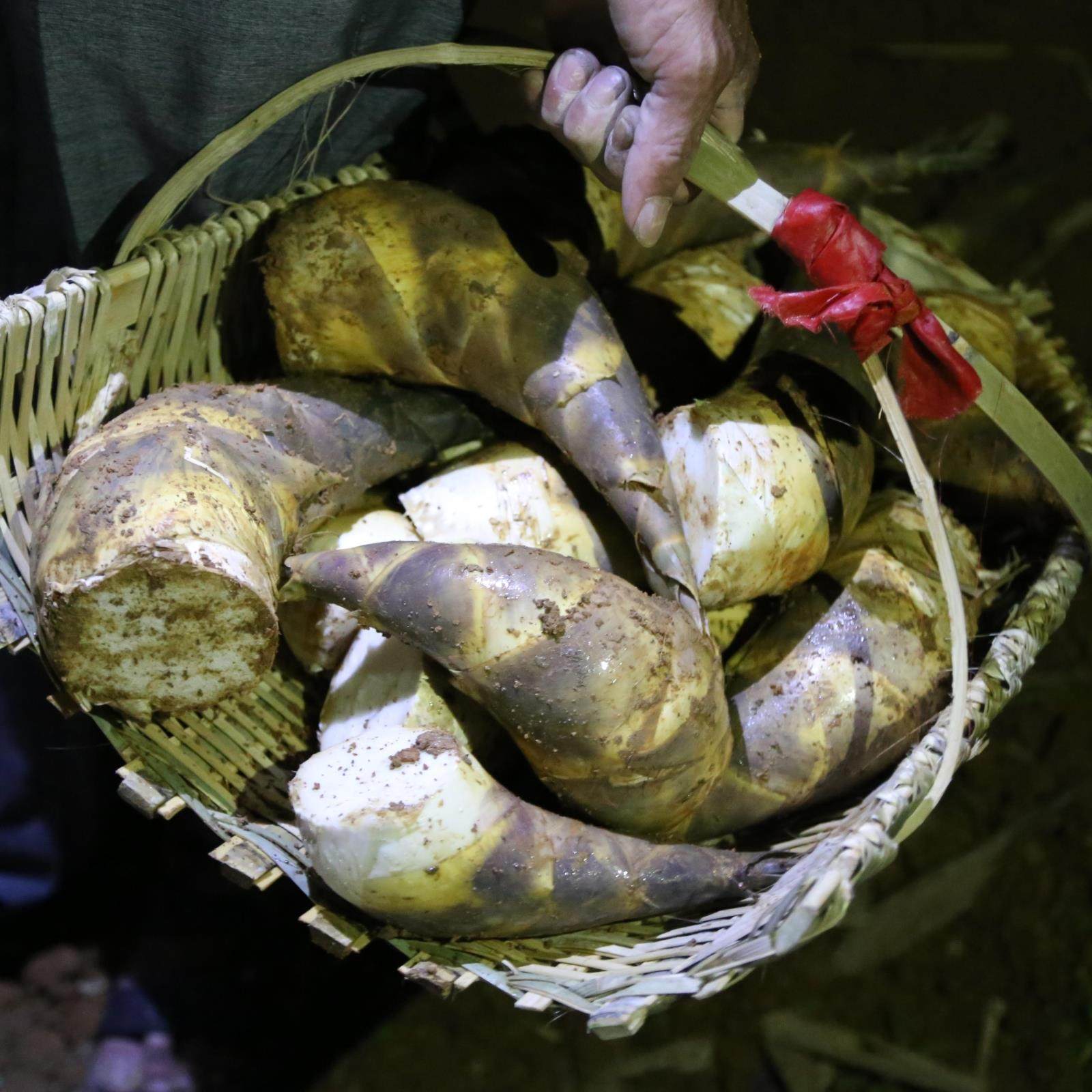 漳州新鲜绿竹笋马蹄笋现挖夏季笋大头笋凉拌沙拉笋脆嫩甘甜笋3斤