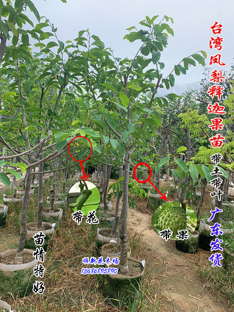 树苗释迦果树果苗凤梨接嫁荔枝果林台湾果树