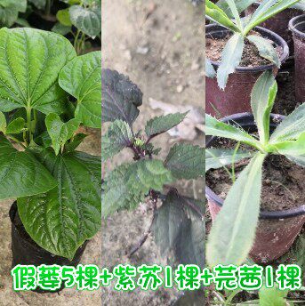 刺芫荽苗罗勒金不换蛤假蒌假芫茜白苏紫苏种植苗调味香料香草做菜