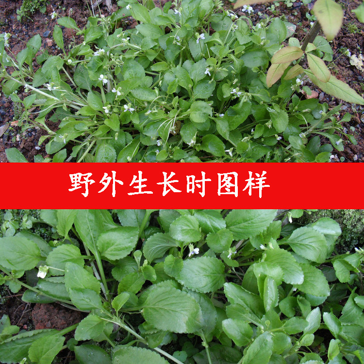 中药材七星莲 又叫匍伏堇 七星连 小白菜浙江草药干货 500克新货