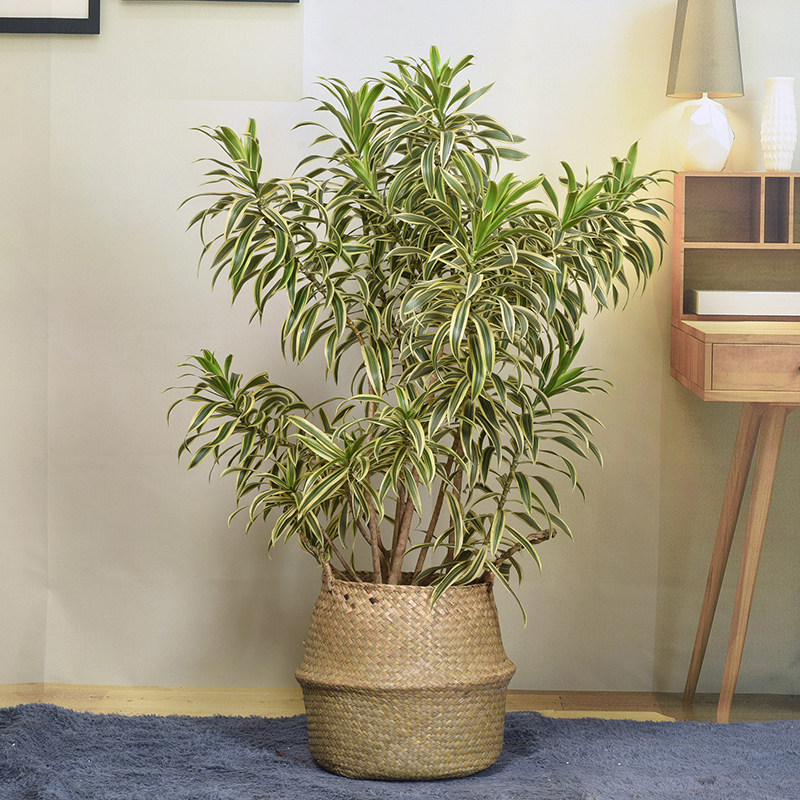 金边百合竹大盆栽乔迁新居室内客厅阳台办公室大型绿植