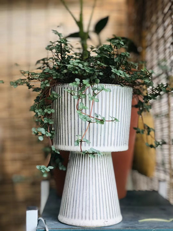 绿植叶小植物bb草灰绿冷水花室内窗台好养绿植