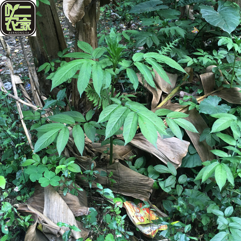 新鲜野生走马风牛耳草吊钟黄水马胎赶风茜牛耳三稔飞山虎羊耳三稔