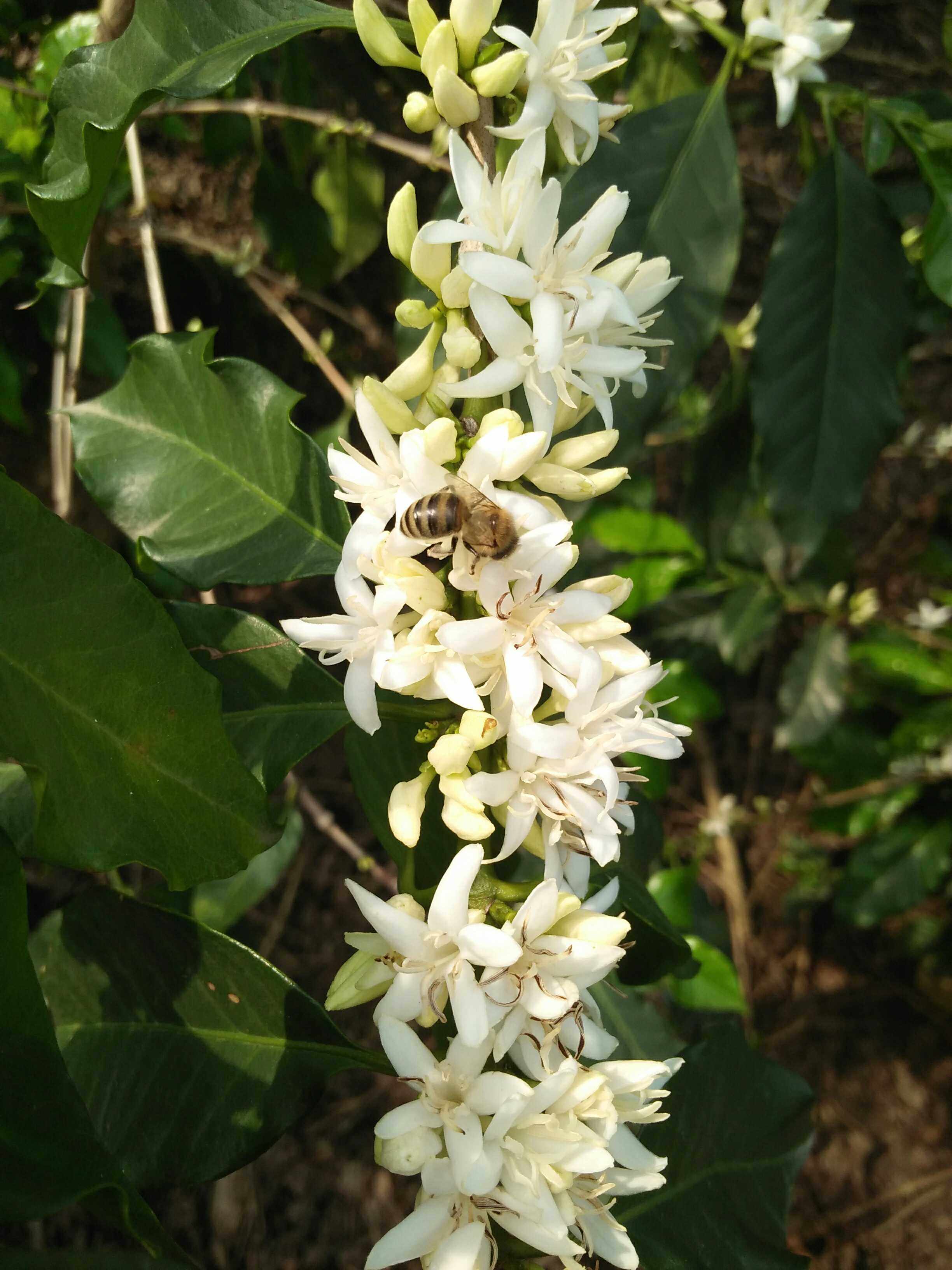 🐝云南庄园咖啡花蜂蜜纯正天然农家自产巢蜜水韵江南咖啡庄园1千克