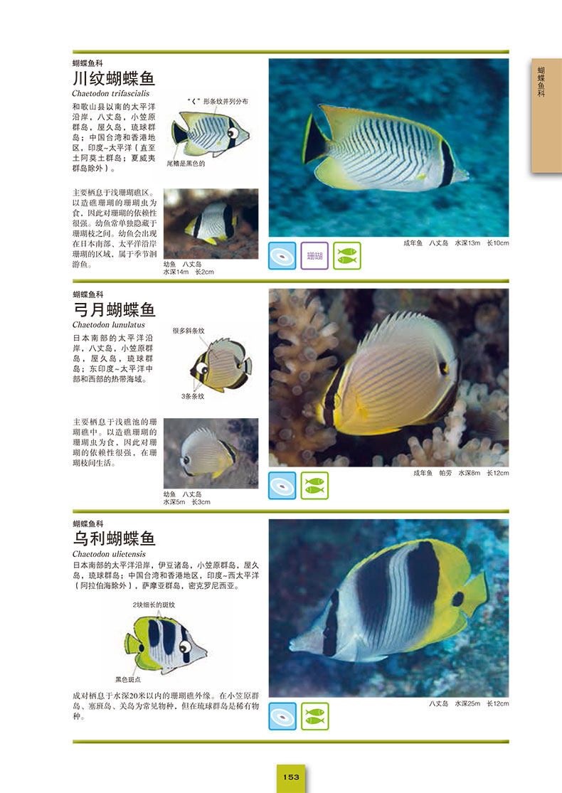 海水鉴赏图鉴1000饲养彩色生物海底图典选鱼海洋生物