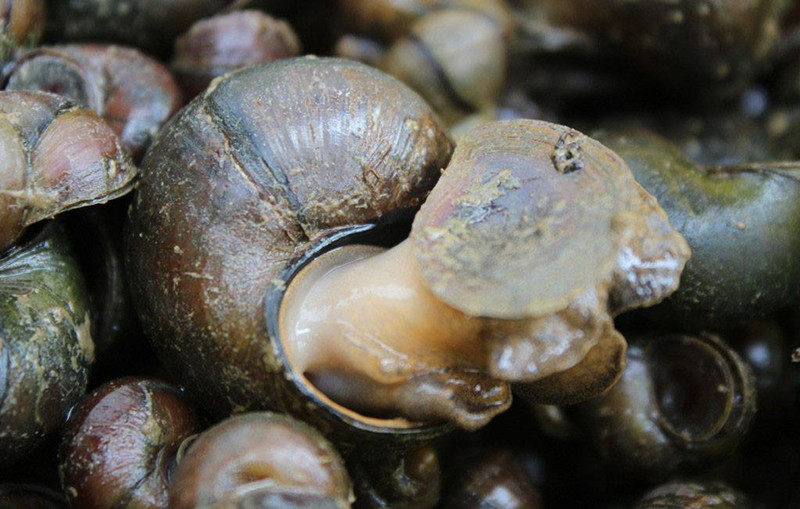 田螺新鲜大号河南淡水野生泥螺鲜活黄泥螺丝泥螺