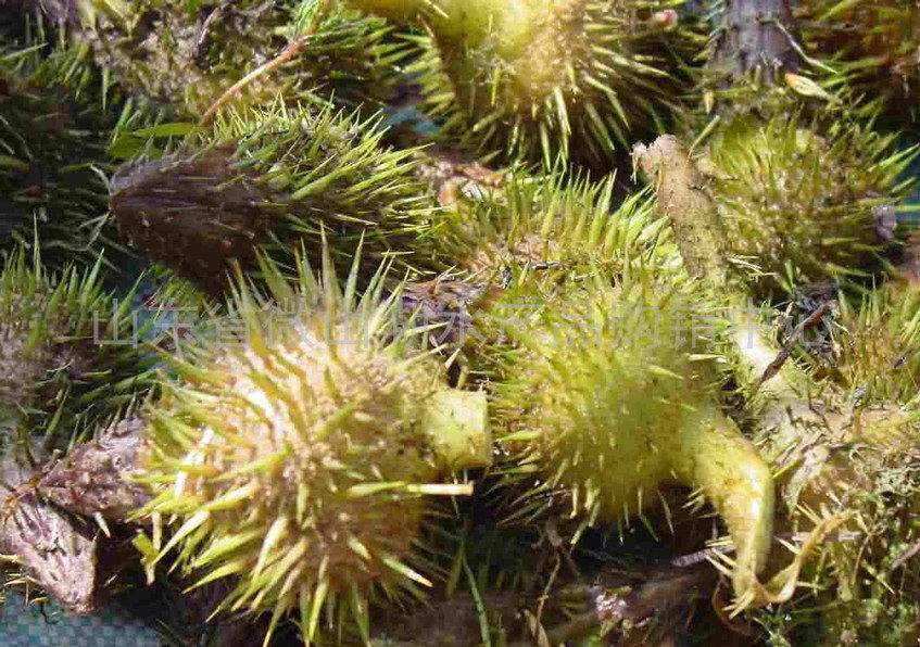 鸡头2021新货新鲜芡实带壳河南潢川米特大包芡实