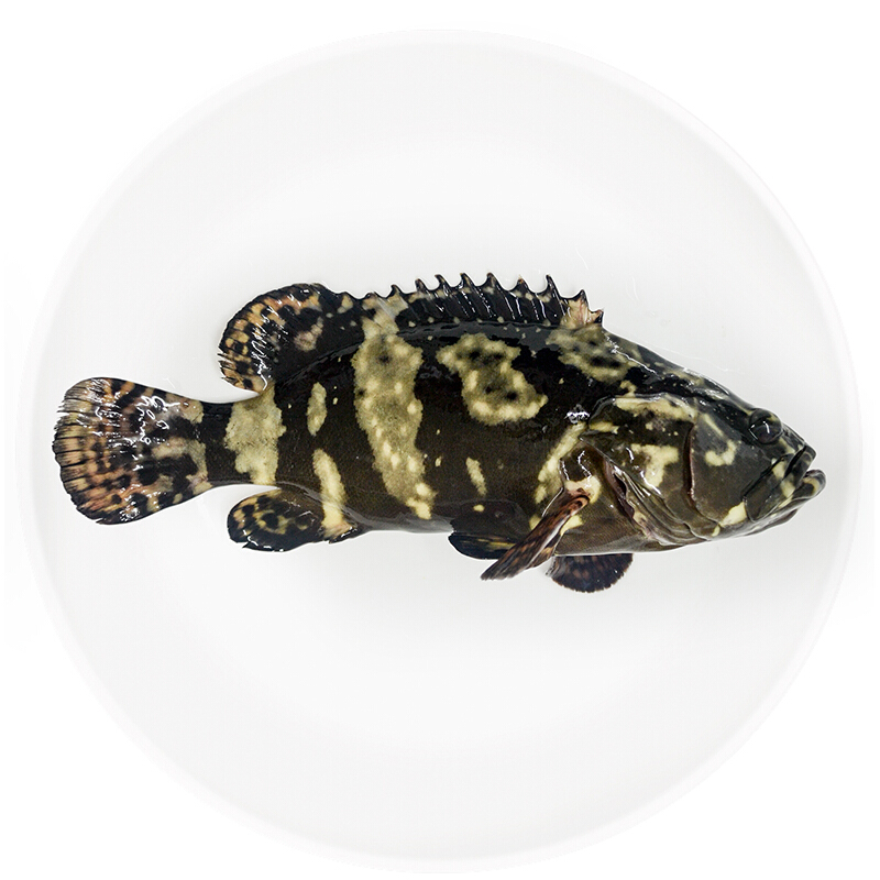 海鲜水产生猛大龙龙胆鱼海新鲜海鱼石斑鱼大石斑鱼