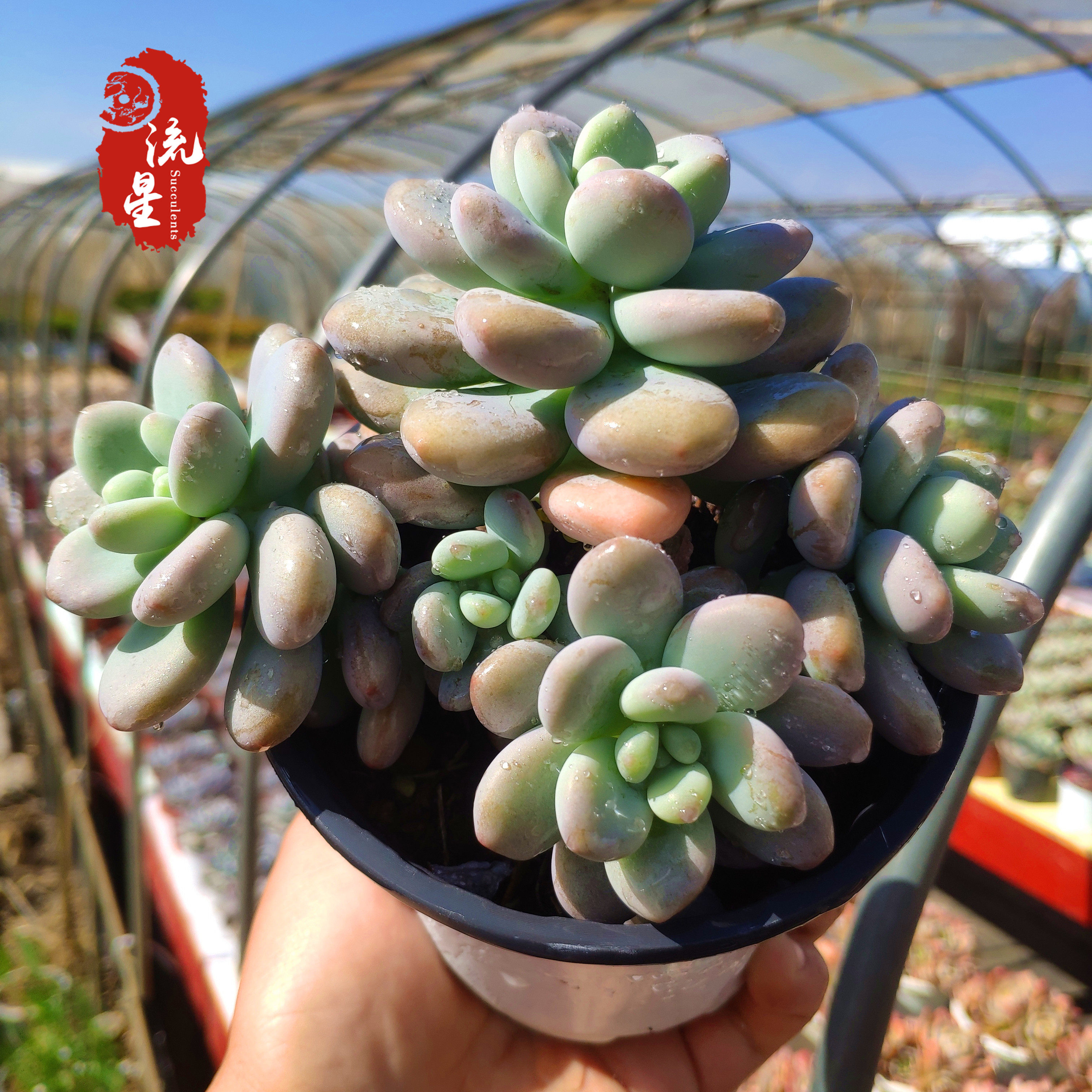 洛神多肉植物多头老桩超萌肉控超大精品稀有多肉植物