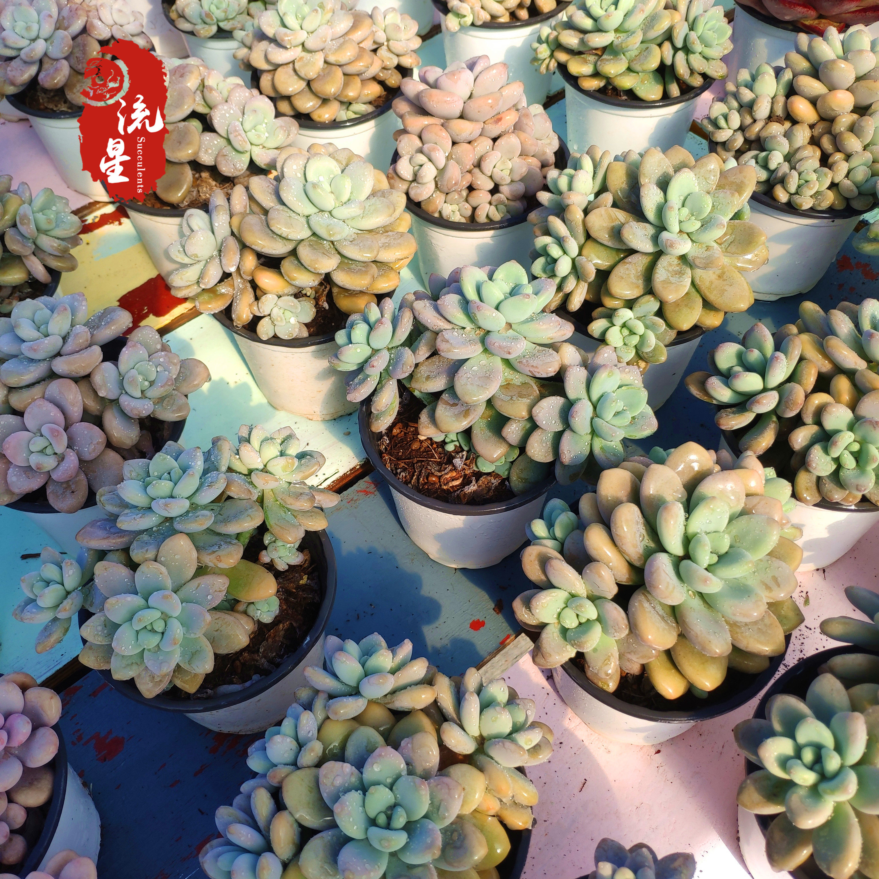 洛神多肉植物多头老桩超萌肉控超大精品稀有多肉植物