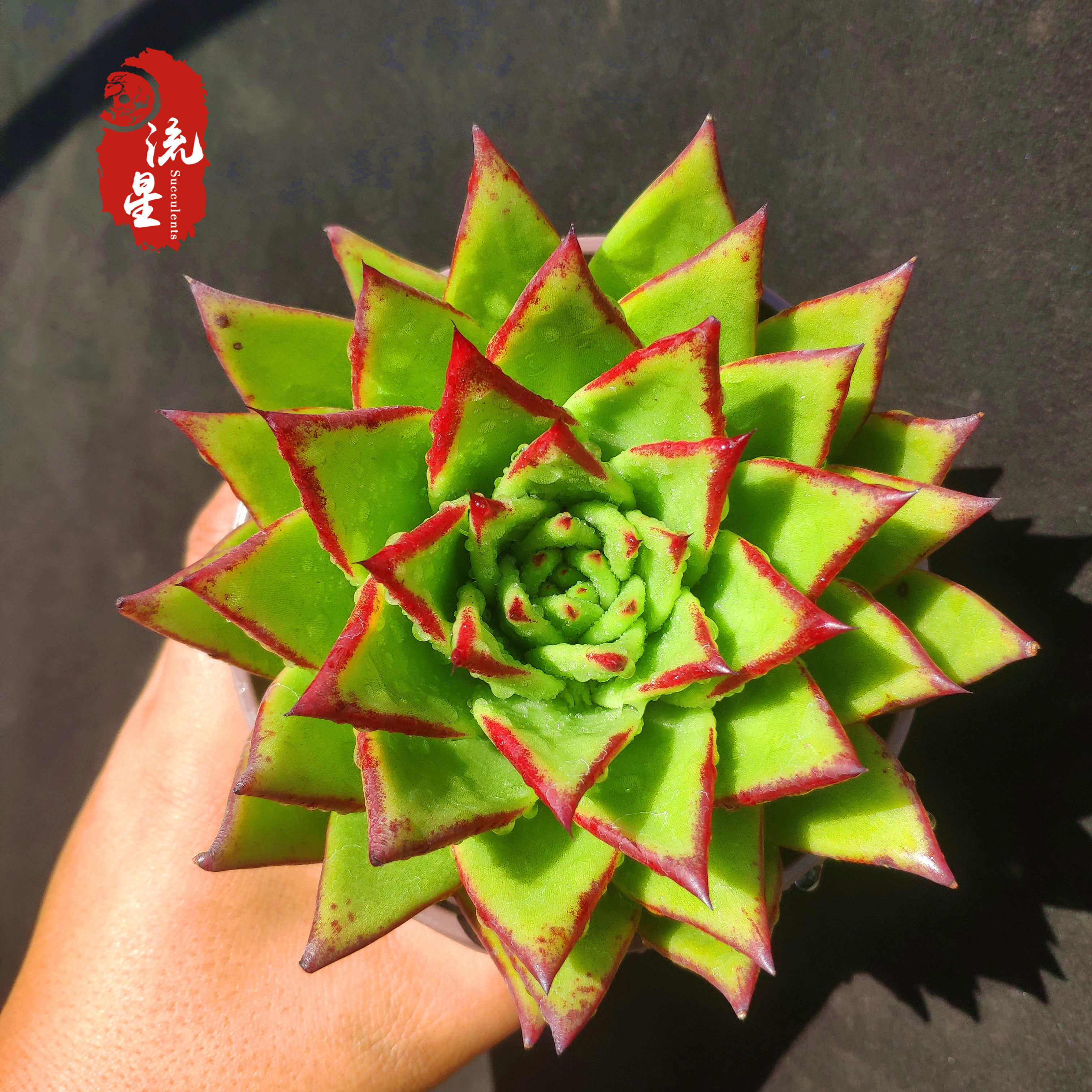 口红红多植物乌木系颜值多老庄皮实好养悬崖多肉植物