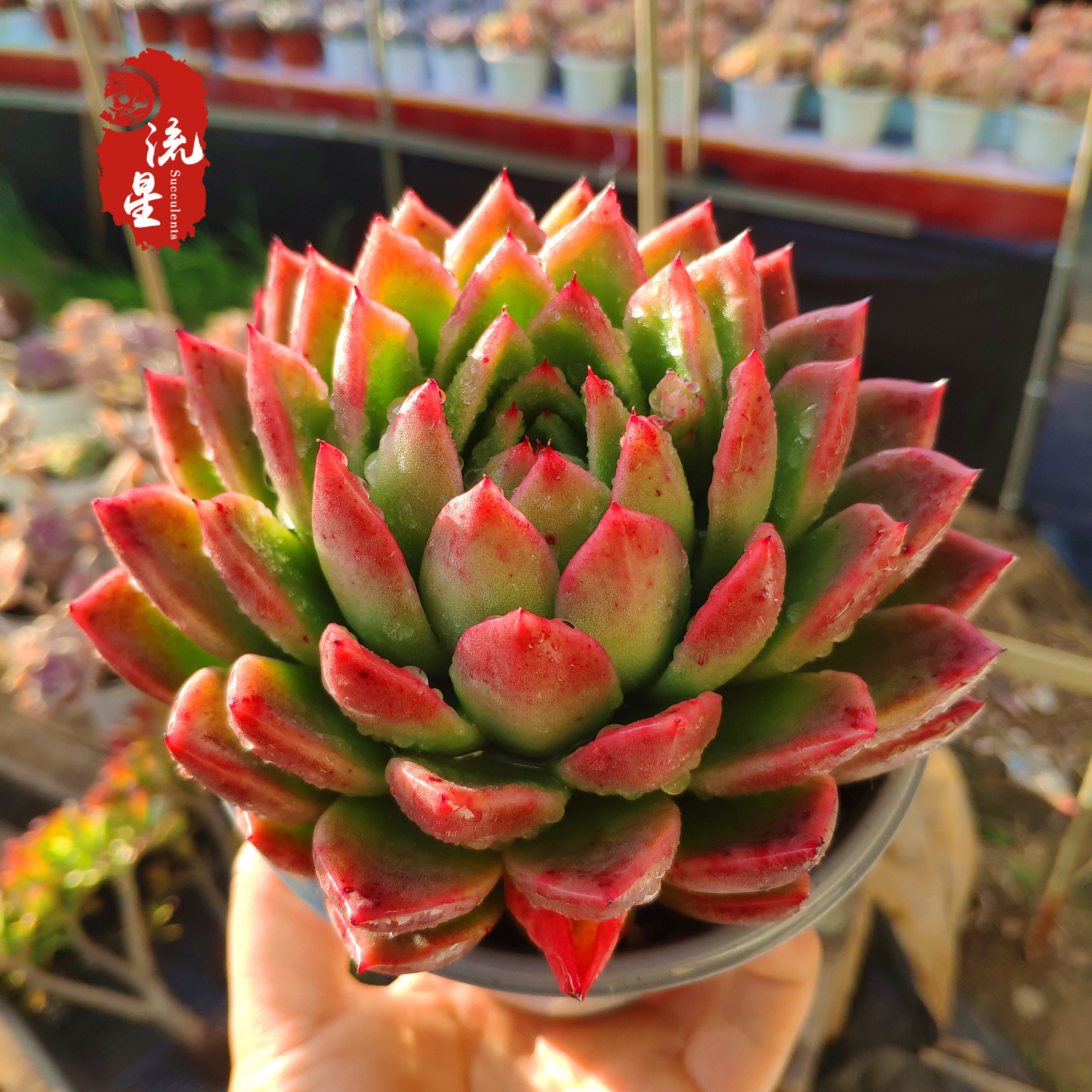 东云红腊老桩多肉植物组合盆栽大株越晒越红多肉植物